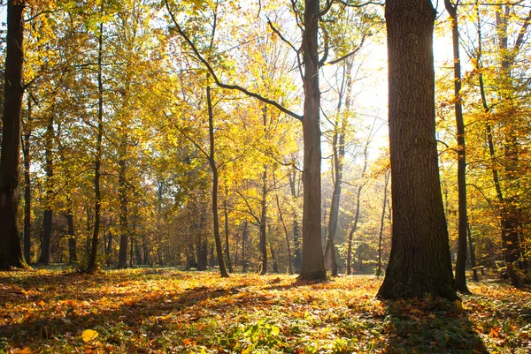 Sonniger Herbstpark — Stockfoto