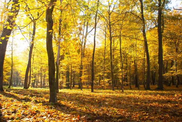 Slunečné podzimní park — Stock fotografie