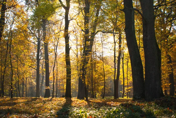 Sonniger Herbstpark — Stockfoto