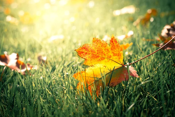 Folha de outono único na grama . — Fotografia de Stock