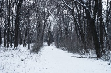 Kış orman doğa karlı arka plan.