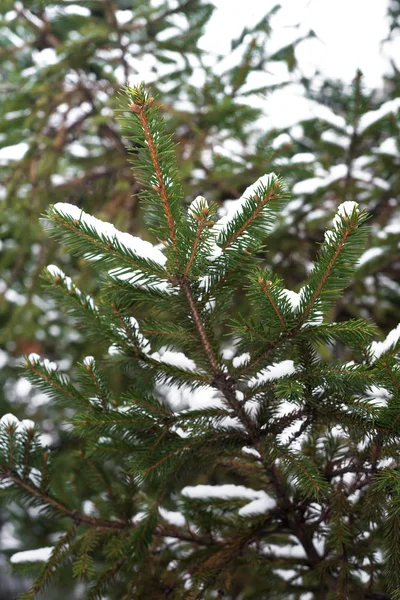 冬の森の自然雪の背景. — ストック写真