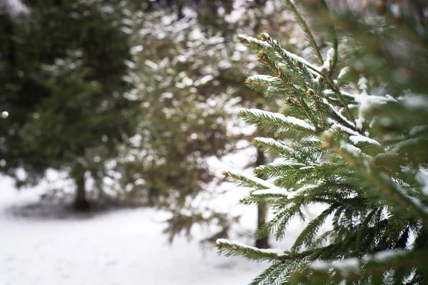 冬の森の自然雪の背景. — ストック写真