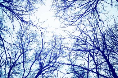 Gökyüzüne karşı kış ağaç dalları
