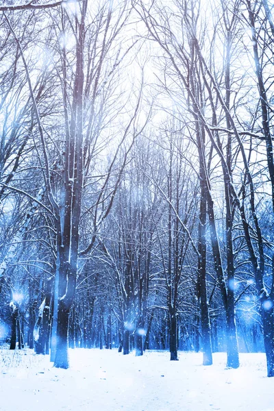 Χειμώνας δάσος χιονισμένη φύση φόντο. — Φωτογραφία Αρχείου