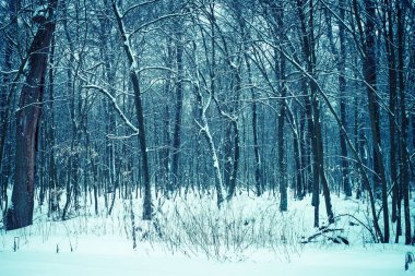Kış Doğa karlı manzara açık arka plan.