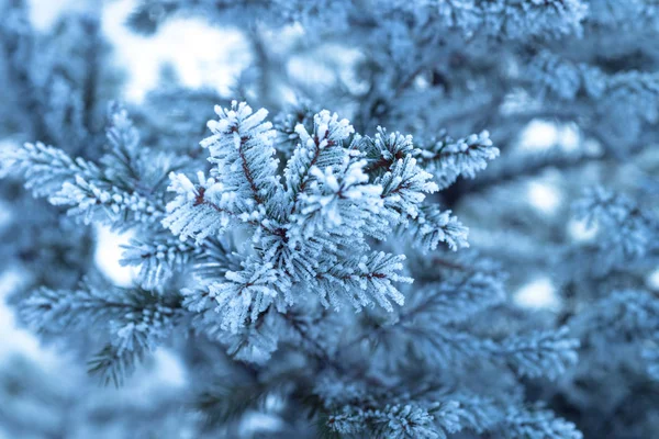 モミの木の枝を冷凍. — ストック写真