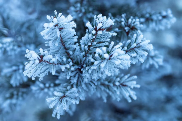 モミの木の枝を冷凍. — ストック写真