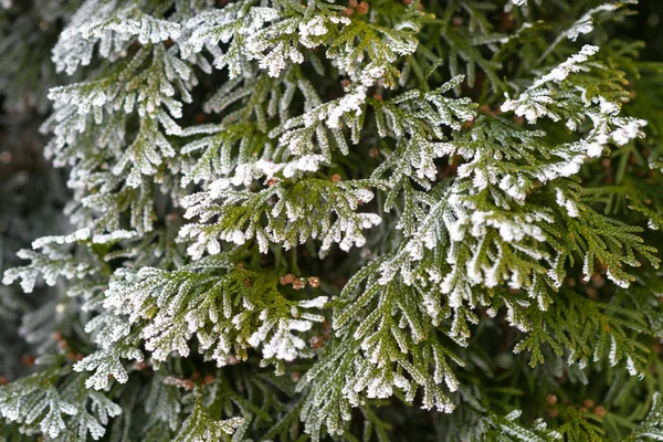 Frozen branch of fir tree. — Stock Photo, Image