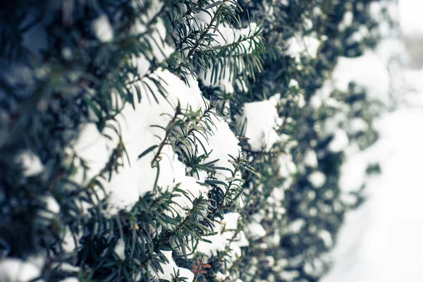 雪に覆われた針葉樹のブッシュ. — ストック写真