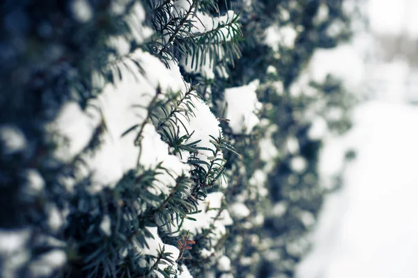 雪に覆われた針葉樹のブッシュ. — ストック写真