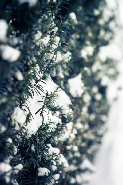 雪に覆われた針葉樹のブッシュ. — ストック写真