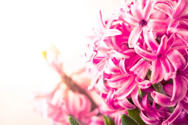 Pembe taze sümbül yakın çekim.