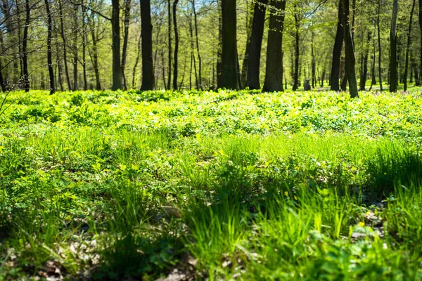 Groen park in het voorjaar. — Stockfoto