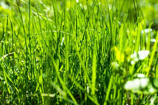 Hierba verde en el parque — Foto de Stock