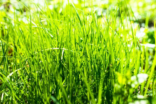 Hierba verde en el parque — Foto de Stock