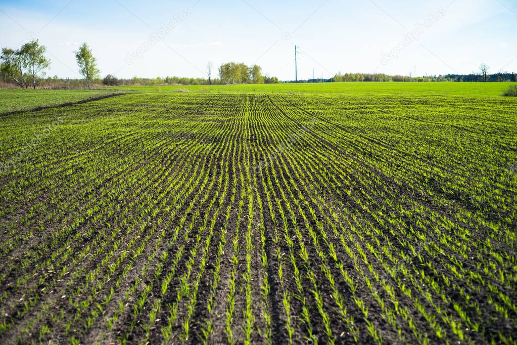 Field with green sprouts