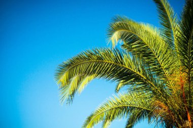 Palmiye ağaçlarının yaprakları gökyüzüne karşı