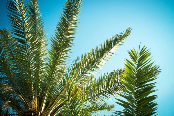 Bomen palmbladeren tegen de hemel — Stockfoto