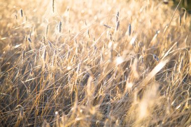 Bir Rye olgun spikelets ile tarım arka plan.