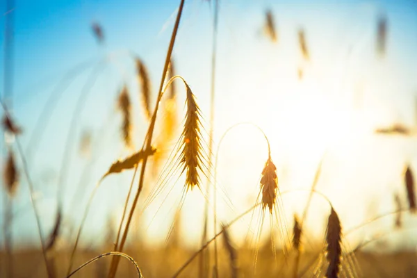 Las espigas maduras del trigo en la puesta del sol —  Fotos de Stock