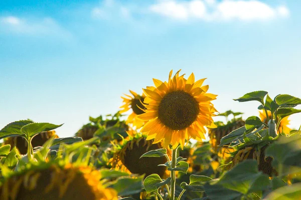 Tournesol dans le champ — Photo