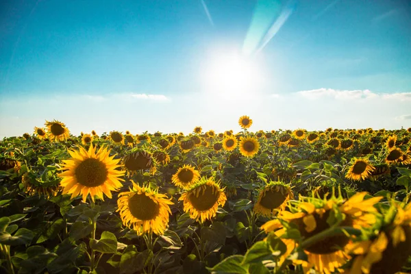 Un campo di girasoli — Foto Stock