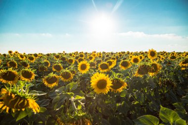 bir ayçiçeği tarlası 
