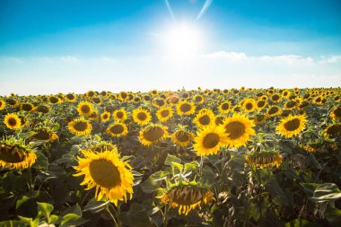 bir ayçiçeği tarlası 