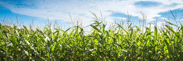 Maisfeld gegen blauen Himmel. — Stockfoto