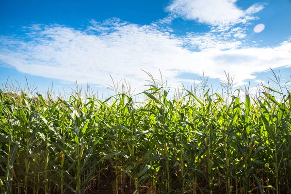 Campo de maíz contra cielo azul. — Foto de Stock