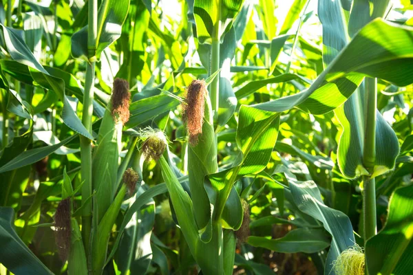 Egy érett kukorica cob a kukorica szár. — Stock Fotó