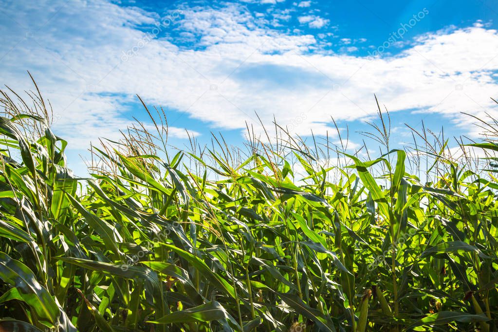 Corn field against blue sky.