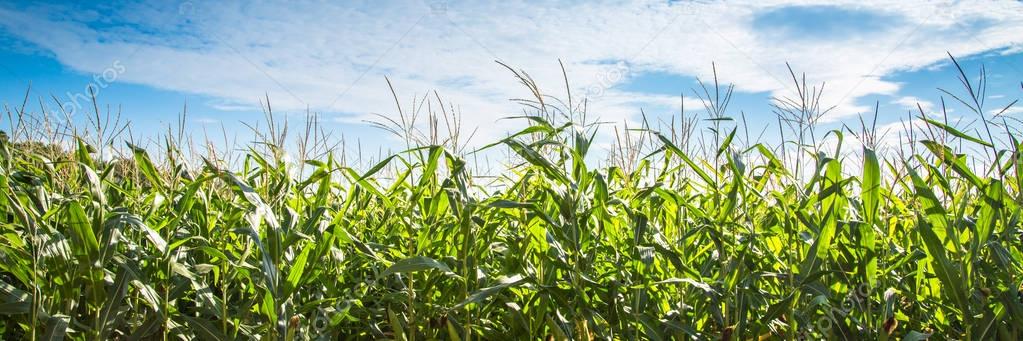 Corn field against blue sky.