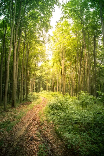 Yaz greenwood bir yolda. 