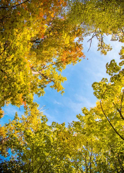 Feuilles d'automne jaunes — Photo