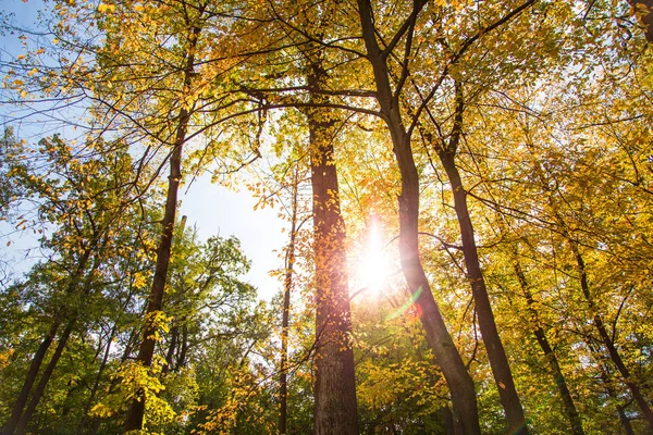 Gelber Herbstwald. — Stockfoto