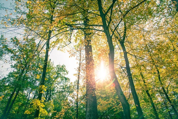 Κίτρινο φθινοπωρινό δάσος. — Φωτογραφία Αρχείου
