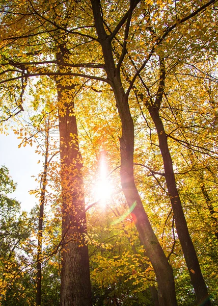 Floresta de outono amarelo . — Fotografia de Stock