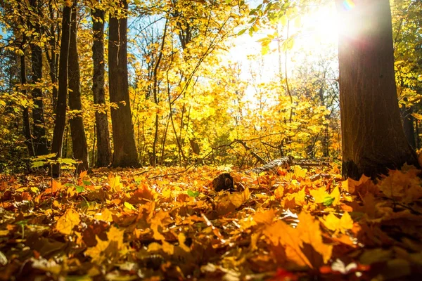 Outono natureza paisagem ao ar livre . — Fotografia de Stock