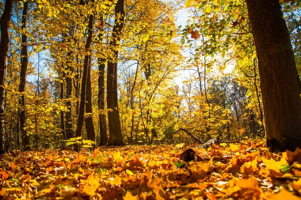 Podzimní příroda krajina venkovní. — Stock fotografie