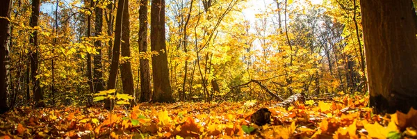 Podzimní příroda krajina venkovní. — Stock fotografie