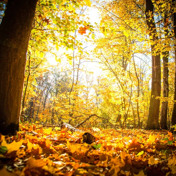 Podzimní příroda krajina venkovní. — Stock fotografie