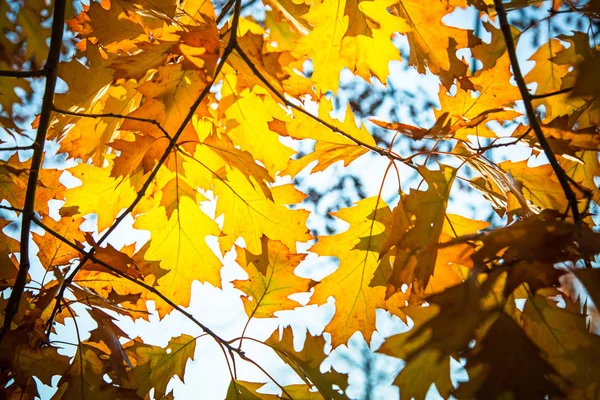Δρύινα φύλλα κατά το φως του ήλιου, το φθινόπωρο. — Φωτογραφία Αρχείου