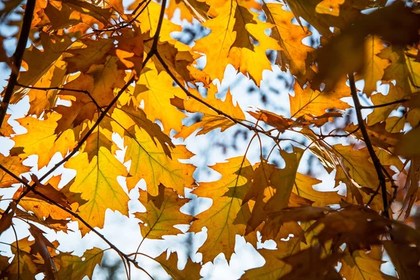 Дуб осенью листья против солнечного света . — стоковое фото
