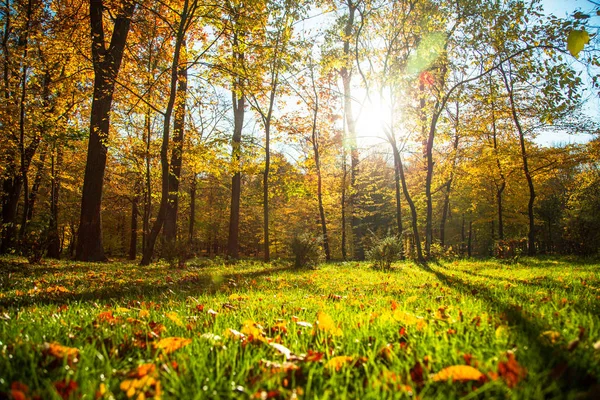 Outono natureza paisagem ao ar livre . — Fotografia de Stock