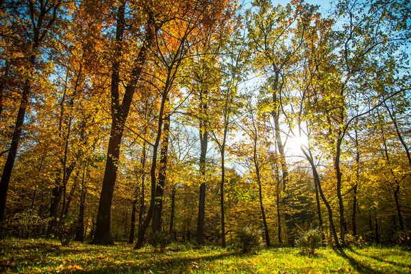 Herbst Natur Landschaft im Freien. — Stockfoto