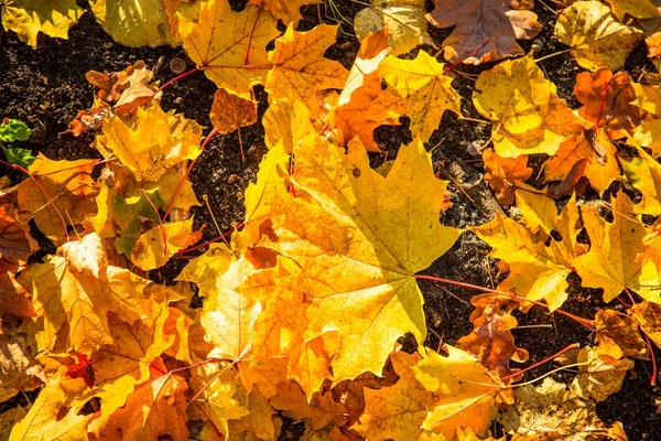 Осенний фон природы. — стоковое фото