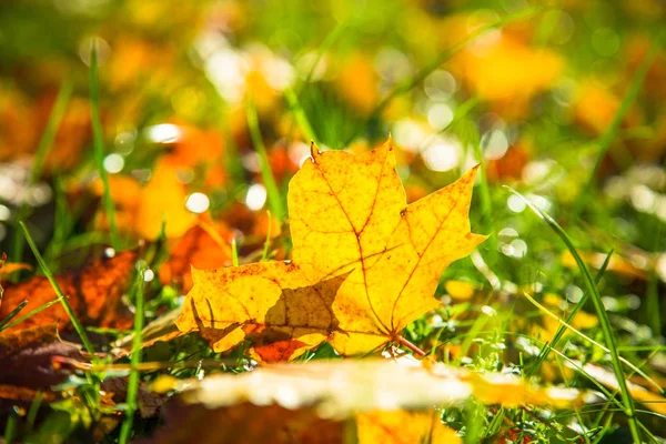 Autumn nature background. — Stock Photo, Image