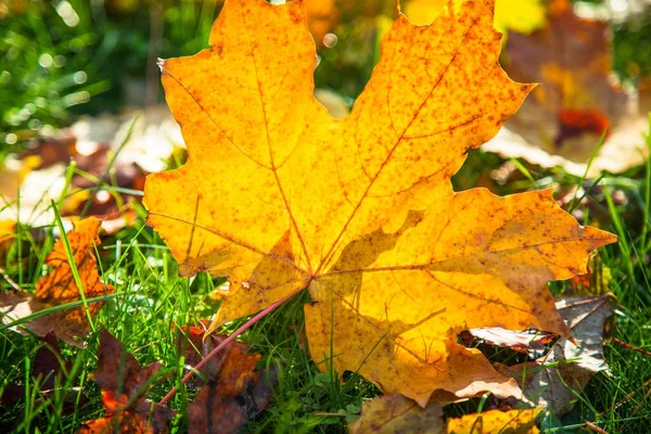 Fondo de naturaleza otoñal. — Foto de Stock